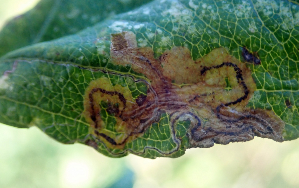 Apple Pygmy