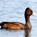 African Southern Pochard - Photo (c) Gigi Laidler, some rights reserved (CC BY-NC), uploaded by Gigi Laidler