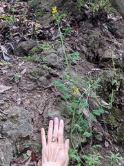 Corydalis curvisiliqua