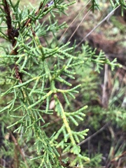 Cupressus goveniana
