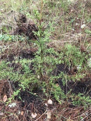 Cupressus goveniana