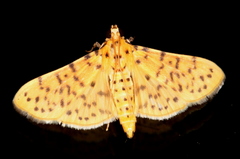 Conogethes