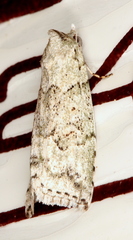 Calathusa basicunea