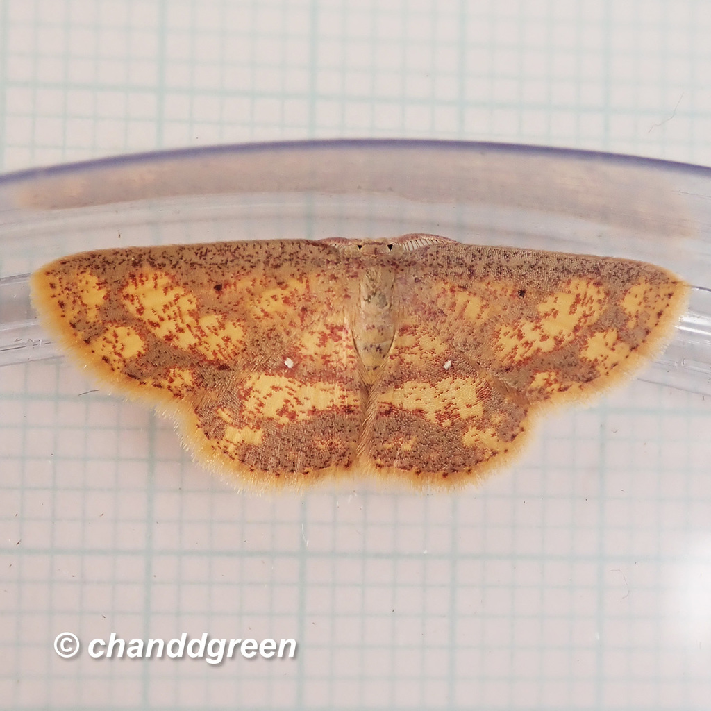 Chrysocraspeda tristicula