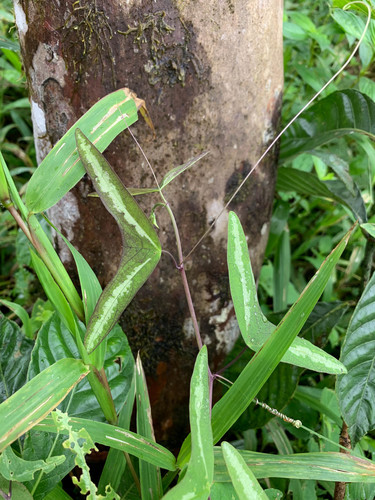 Passiflora colinvauxii (Passiflora colinvauxii)