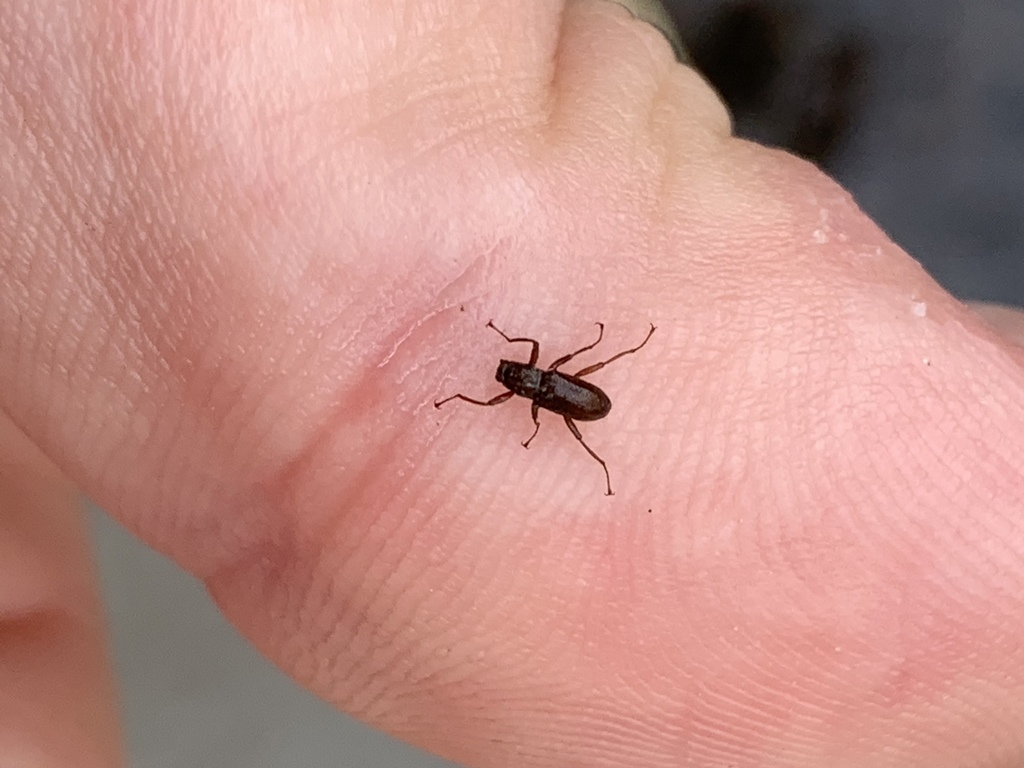 Moapa Warm Springs Riffle Beetle