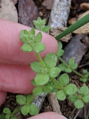 Galium texense