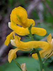Corydalis curvisiliqua
