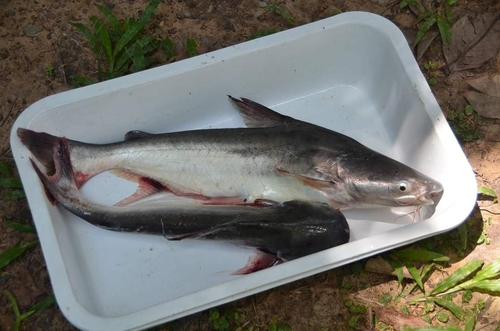 Shellfeeder shark catfish (Pangasius conchophilus) — Pangasiidae — 3