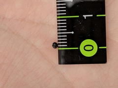 Corydalis curvisiliqua