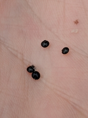 Corydalis curvisiliqua