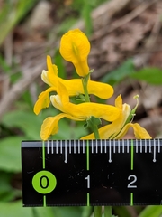 Corydalis curvisiliqua