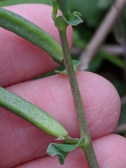Corydalis curvisiliqua