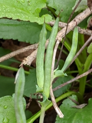 Corydalis curvisiliqua