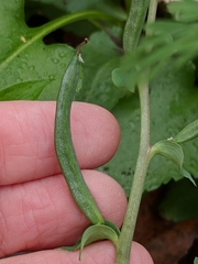Corydalis curvisiliqua