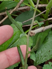 Corydalis curvisiliqua