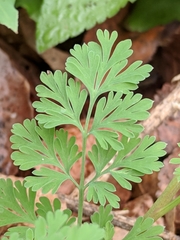 Corydalis curvisiliqua