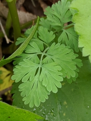 Corydalis curvisiliqua