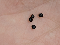 Corydalis curvisiliqua