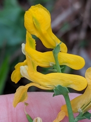 Corydalis curvisiliqua