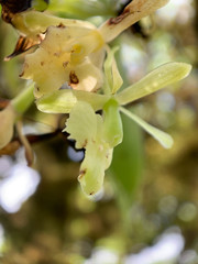 Epidendrum spicatum