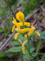 Corydalis curvisiliqua
