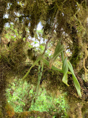 Epidendrum spicatum