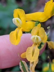 Corydalis curvisiliqua
