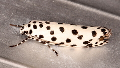 Ethmia clytodoxa