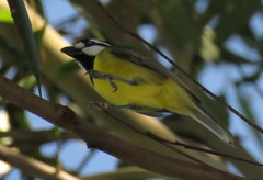 Falcunculus frontatus