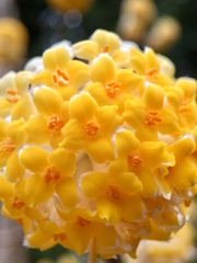 Edgeworthia chrysantha