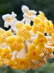 Edgeworthia chrysantha