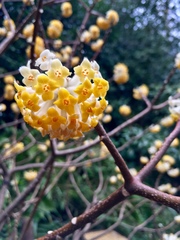 Edgeworthia chrysantha