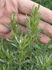 Baccharis pilularis consanguinea