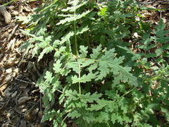 Phacelia cicutaria