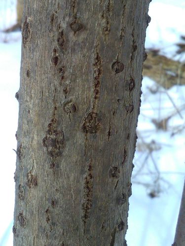 Sambucus canadensis