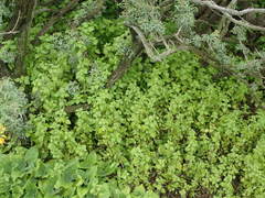 Hesperocnide tenella