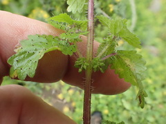 Hesperocnide tenella