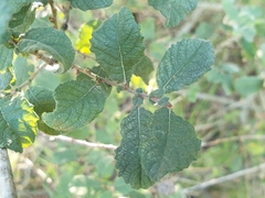 Eared willow (Salix aurita)