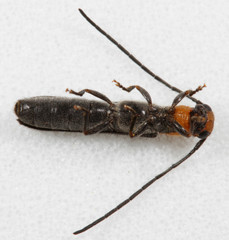 Oberea perspicillata