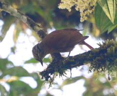 Anabacerthia variegaticeps