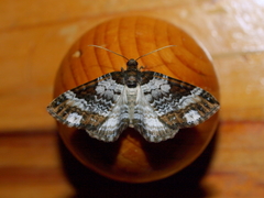 Melanthia procellata