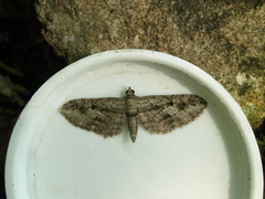 Eupithecia ericeata
