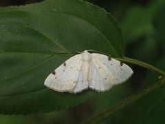Lomographa bimaculata