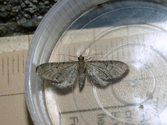 Eupithecia alliaria