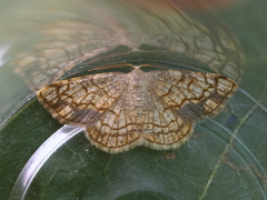 Stegania dilectaria