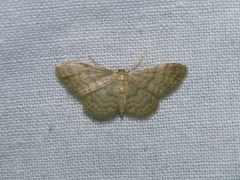 Idaea dilutaria