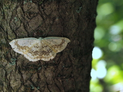 Cyclophora annularia