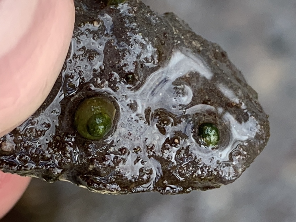 Nymphophilinae