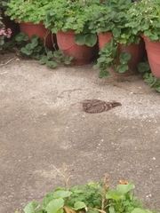 Caprimulgus affinis stictomus